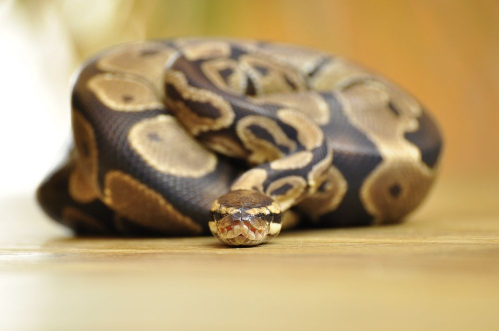 Python